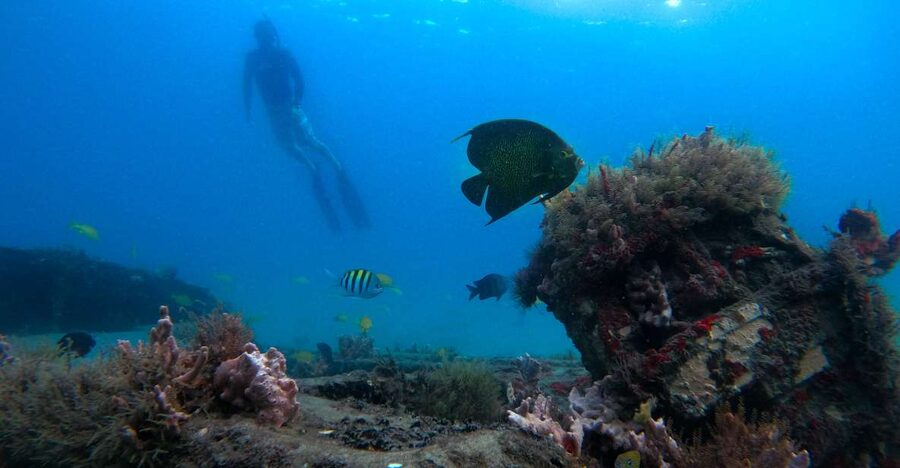 West Palm Beach: Blue Heron Bridge Guided Snorkeling Tour - Blue Heron Bridge snorkeling at a glance