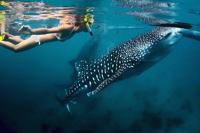 Whale-Shark Snorkeling Excursion to La Paz - Key points to know before you go