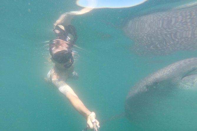 Whale-Shark Snorkeling Excursion to La Paz - A marine biology briefing before the boat ride