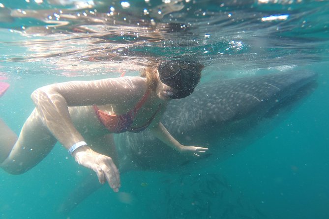 Whale-Shark Snorkeling Excursion to La Paz - Searching the whale shark habitat for about three hours