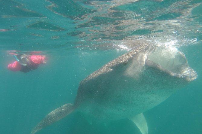 Whale-Shark Snorkeling Excursion to La Paz - What the snorkeling portion is really like