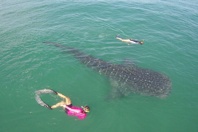 Whale-Shark Snorkeling Excursion to La Paz - Tacos, quesadillas, and a welcome break on shore
