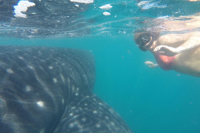 Whale-Shark Snorkeling Excursion to La Paz - A stop in Todos Santos on the return