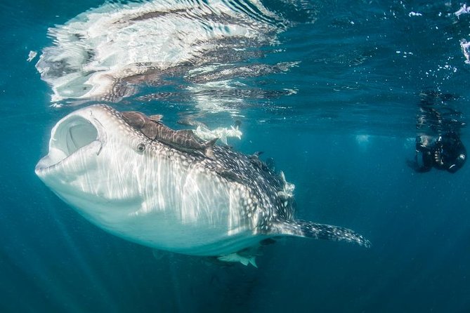 Whale-Shark Snorkeling Excursion to La Paz - The road from Cabo San Lucas to La Paz