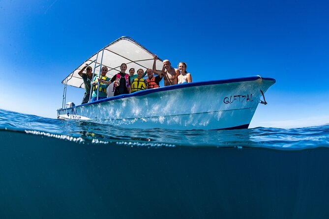 Whale Shark snorkeling tour in a reduced group with local marine biologist - Key details to know before booking