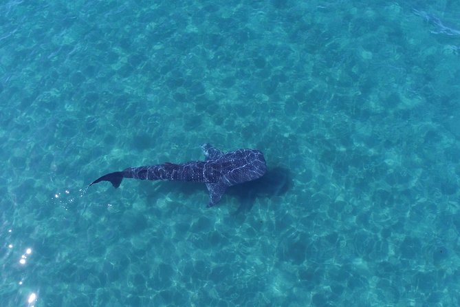 Whale Shark snorkeling tour in a reduced group with local marine biologist - The ride out to the whale shark area