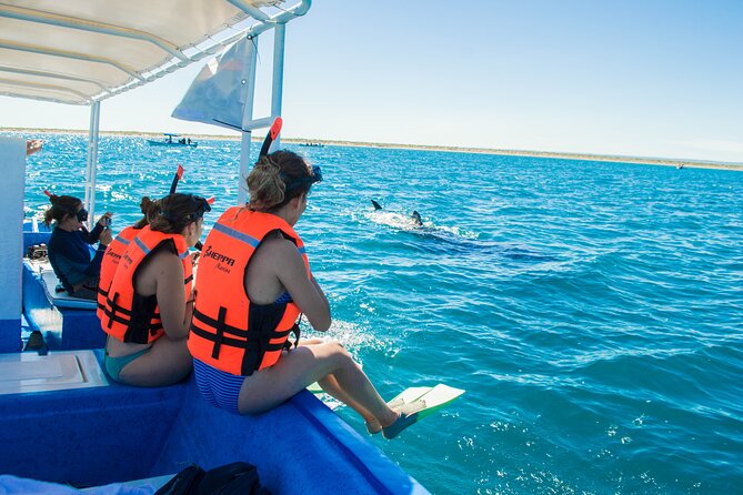 Whale Shark snorkeling tour in a reduced group with local marine biologist - Finding the whale sharks in their natural habitat
