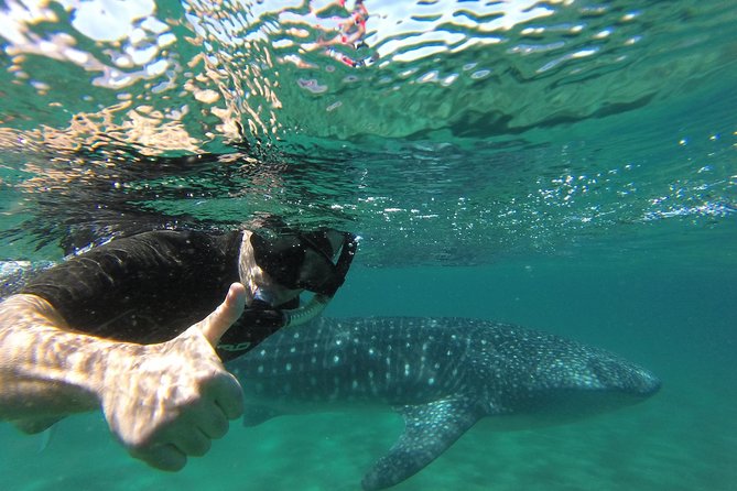 Whale Shark snorkeling tour in a reduced group with local marine biologist - How the small group works in the water