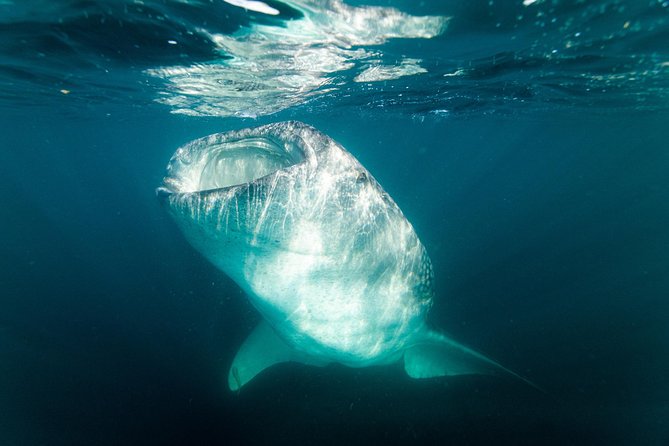 Whale Shark snorkeling tour in a reduced group with local marine biologist - Preparing with a 3mm shorty wetsuit