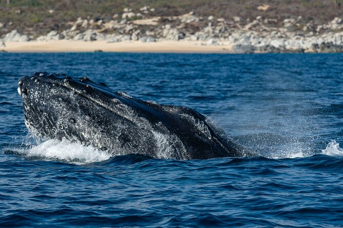 Whale Watching & Snorkeling Combo in Los Cabos with Photos Included - Is $125 a fair price in Cabo?