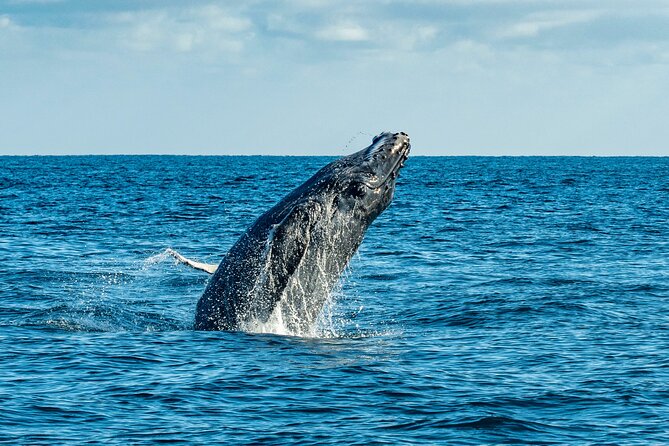 Whale Watching & Snorkeling Combo in Los Cabos with Photos Included - Who will enjoy this combination most?