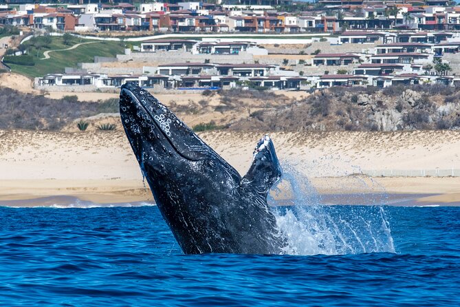 Whale Watching & Snorkeling Combo in Los Cabos with Photos Included - Booking, cancellation, and weather details