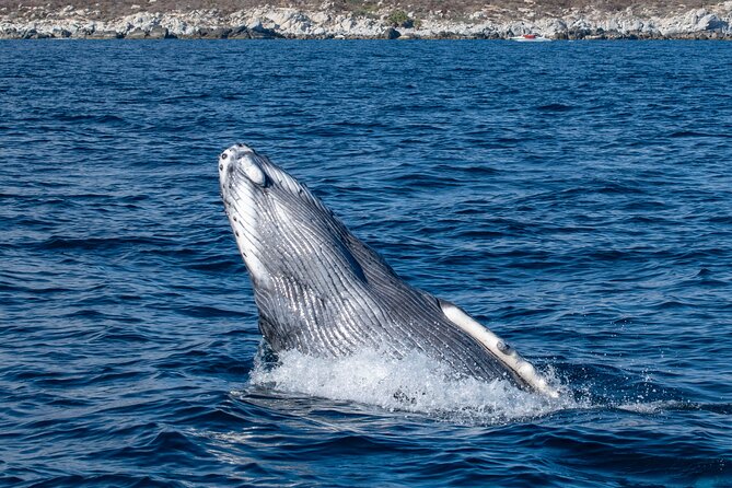 Whale Watching & Snorkeling Combo in Los Cabos with Photos Included - Two hours searching Cabo waters for whales