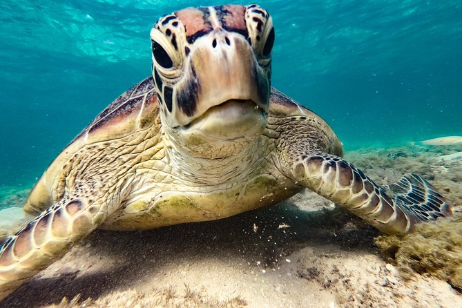 Whitsunday Islands Sail, SUP & Snorkel Tour- Small group - Price, group size, and what you really receive