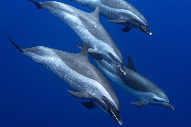 Wild Dolphin Watching and Snorkel Safari Off West Coast of Oahu - Why the Waianae Coast makes a good wildlife trip