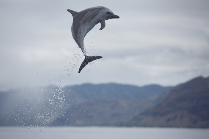 Wild Dolphin Watching and Snorkel Safari Off West Coast of Oahu - Winter whale watching from January through March
