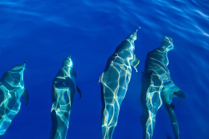 Wild Dolphin Watching and Snorkel Safari Off West Coast of Oahu - What lunch and equipment add to the price