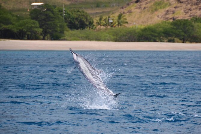 Wild Dolphin Watching and Snorkel Safari Off West Coast of Oahu - Choosing the departure time and pickup