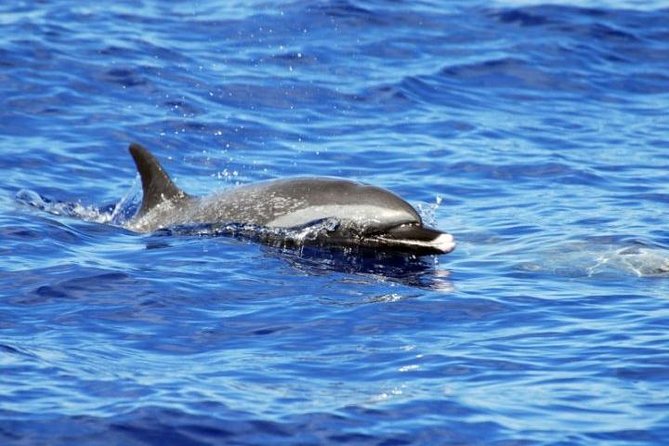 Wild Dolphin Watching and Snorkel Safari Off West Coast of Oahu - Crew style and marine-life education