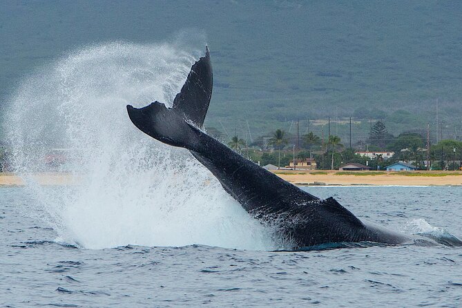Wild Dolphin Watching and Snorkel Safari Off West Coast of Oahu - The small boat is the biggest advantage
