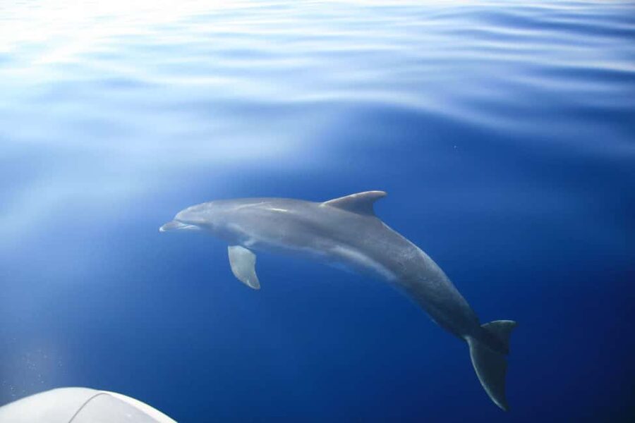 Zadar:Speedboat Tour Thrill Ride with Snorkeling on 3 island - Guides, group mood, and the personal touch