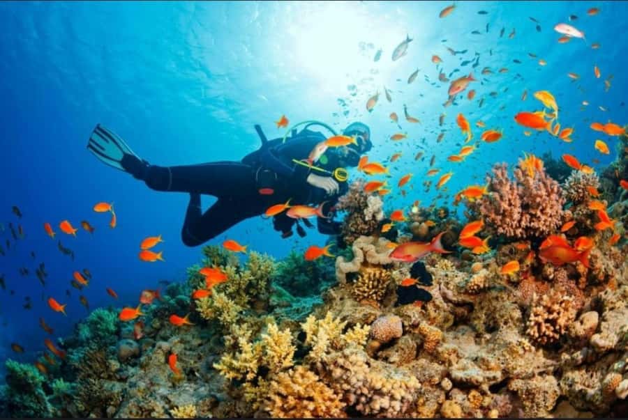 ZANZIBAR : Mnemba Dolphin and Snorkeling Tour - Safety, weather, and comfort tips