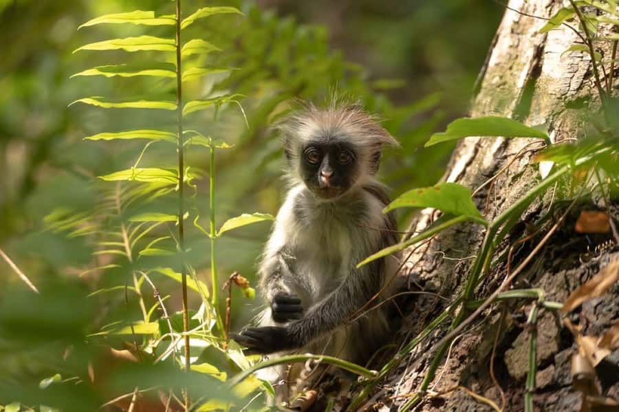 Zanzibar, Salaam Cave Tour, The Rock, Kuza Cave, Paje Beach - Key points to know before booking