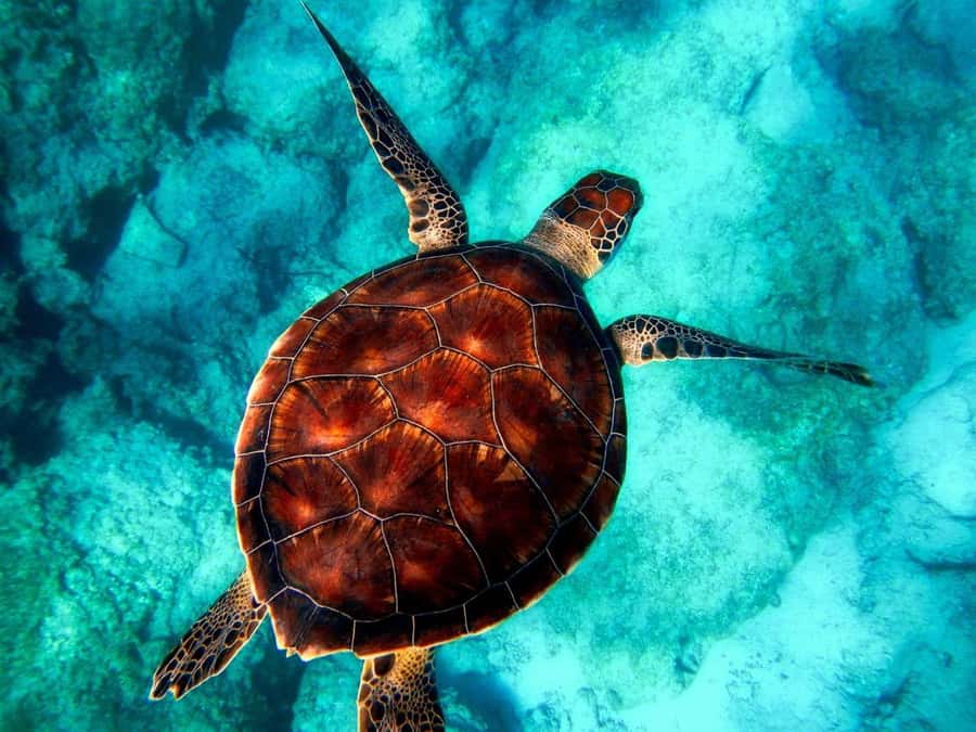 Zanzibar, Salaam Cave Tour, The Rock, Kuza Cave, Paje Beach - A packed introduction to southern Zanzibar