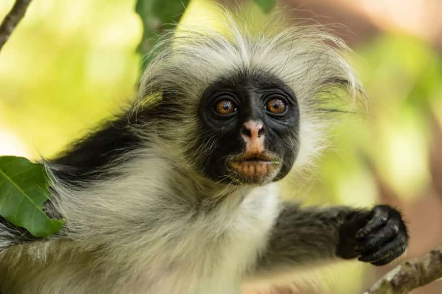 Zanzibar, Salaam Cave Tour, The Rock, Kuza Cave, Paje Beach - Jozani Forest and the Red Colobus monkeys