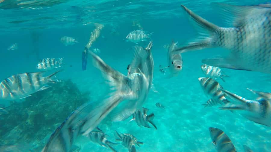 Zanzibar: Tumbatu Island Private Snorkeling Adventure Tour - The northern pickup and one-hour ride